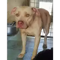 cane - Matr. 2018/0744 - Microchip 380260002606196