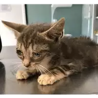 Foto dell\'animale gatto - Matr. 2018/1478 - Microchip 380260042786703