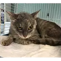 Foto dell\'animale gatto - Matr. 2018/1480 - Microchip 380260042787989