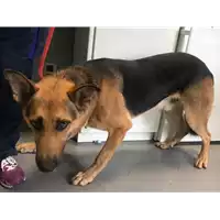 Foto dell\'animale cane - Matr. 2018/1485 - Microchip 380260002925435