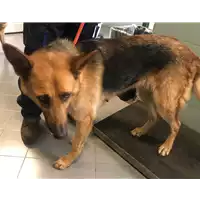 Foto dell\'animale cane - Matr. 2018/1486 - Microchip 380260002035346