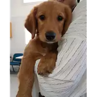 Foto dell\'animale cane - Matr. 2018/1489 - Microchip 380260042786582