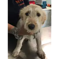 Foto dell\'animale cane - Matr. 2018/1488 - Microchip 380260042787110