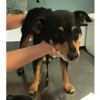 Foto dell\'animale cane - Matr. 2018/1481 - Microchip 380260000283217