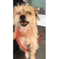 Foto dell\'animale cane - Matr. 2018/1103 - Microchip 380260043500140