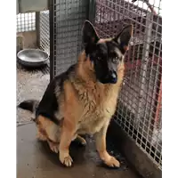 Foto dell\'animale cane - Matr. 2018/0506 - Microchip 380260140055708
