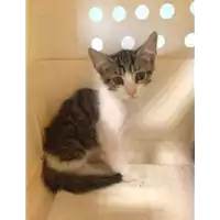 Foto dell\'animale gatto - Matr. 2018/1493 - Microchip 380260042788272