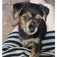 Foto dell\'animale cane - Matr. 2018/1497 - Microchip 380260043527073