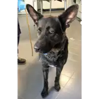 Foto dell\'animale cane - Matr. 2018/1503 - Microchip 380260042787302
