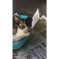 Foto dell\'animale gatto - Matr. 2018/1524 - Microchip 380260043532641