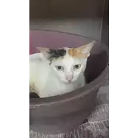 Foto dell\'animale gatto - Matr. 2018/1522 - Microchip 380260042786764