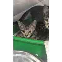 Foto dell\'animale gatto - Matr. 2018/1521 - Microchip 380260042786522