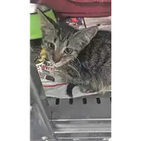 Foto dell\'animale gatto - Matr. 2018/1520 - Microchip 380260042786634