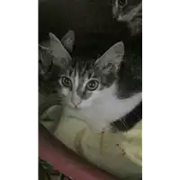 Foto dell\'animale gatto - Matr. 2018/1517 - Microchip 380260042786890
