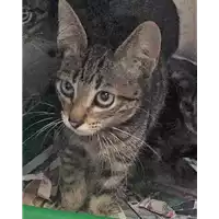 Foto dell\'animale gatto - Matr. 2018/1516 - Microchip 380260042786968