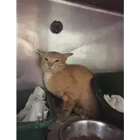 Foto dell\'animale gatto - Matr. 2018/1532 - Microchip 380260043524243