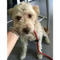 Foto dell\'animale cane - Matr. 2018/1534 - Microchip 380260043524025