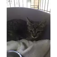 Foto dell\'animale gatto - Matr. 2018/1538 - Microchip 380260043527322