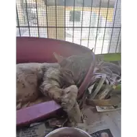 Foto dell\'animale gatto - Matr. 2018/1537 - Microchip 380260043523776