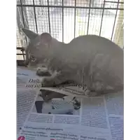Foto dell\'animale gatto - Matr. 2018/1536 - Microchip 380260043527091