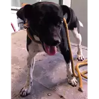 Foto dell\'animale cane - Matr. 2018/1539 - Microchip 380260043526740