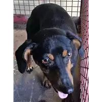Foto dell\'animale cane - Matr. 2018/1540 - Microchip 380260043526549