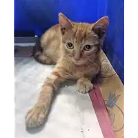 Foto dell\'animale gatto - Matr. 2018/1543 - Microchip 380260042787368