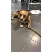 Foto dell\'animale cane - Matr. 2018/1542 - Microchip 380260040135323