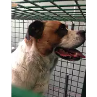Foto dell\'animale cane - Matr. 2018/1545 - Microchip 380260040135380