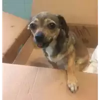 Foto dell\'animale cane - Matr. 2018/1546 - Microchip 380260043526665