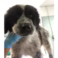 Foto dell\'animale cane - Matr. 2018/1129 - Microchip 380260043500109