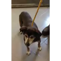Foto dell\'animale cane - Matr. 2018/1548 - Microchip 380260042932222