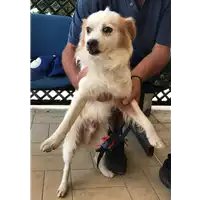 Foto dell\'animale cane - Matr. 2018/1551 - Microchip 380260002375541