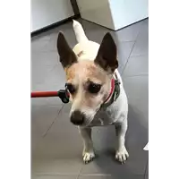 Foto dell\'animale cane - Matr. 2018/1553 - Microchip 961001200011742