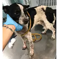cane - Matr. 2018/1552 - Microchip 380260042931720