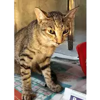 Foto dell\'animale gatto - Matr. 2018/1560 - Microchip 380260042931788