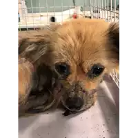 Foto dell\'animale cane - Matr. 2018/1562 - Microchip 380260042933151