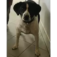 Foto dell\'animale cane - Matr. 2017/1582 - Microchip 380260002313862