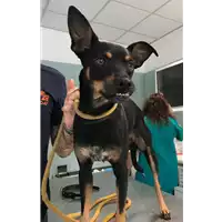 Foto dell\'animale cane - Matr. 2018/1565 - Microchip 380260042931852