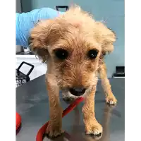 Foto dell\'animale cane - Matr. 2018/1563 - Microchip 380260042931747