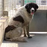 Foto dell\'animale cane - Matr. 2018/1567 - Microchip 380260000952507