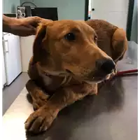 Foto dell\'animale cane - Matr. 2018/1571 - Microchip 380260042931902