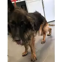 Foto dell\'animale cane - Matr. 2018/1573 - Microchip 380260043506396
