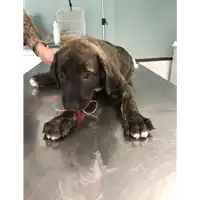 Foto dell\'animale cane - Matr. 2018/1574 - Microchip 380260042788096
