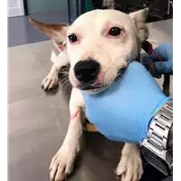 Foto dell\'animale cane - Matr. 2018/1345 - Microchip 380260042815916