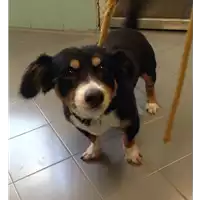 Foto dell\'animale cane - Matr. 2018/1580 - Microchip 380260042786798