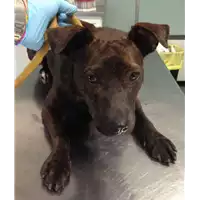 Foto dell\'animale cane - Matr. 2018/1581 - Microchip 380260042786470