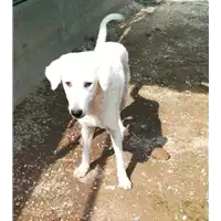 Foto dell\'animale cane - Matr. 2018/1582 - Microchip 380260042787204