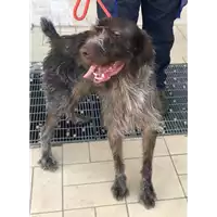 Foto dell\'animale cane - Matr. 2018/1585 - Microchip 380260042787876