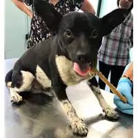 Foto dell\'animale cane - Matr. 2018/1592 - Microchip 380260042786886